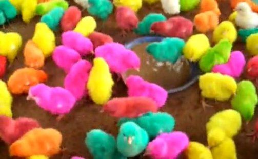 Colored Chicks 1