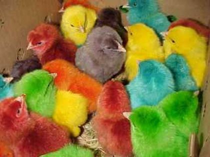 Colored Chicks 2