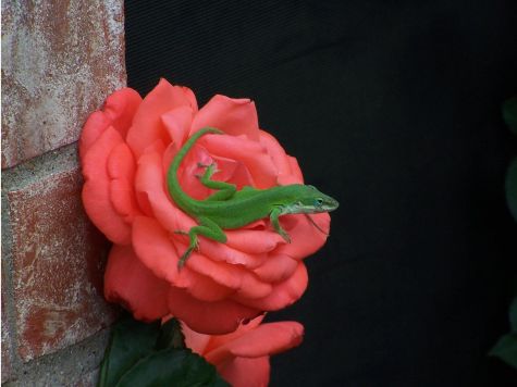 Red Rose-Green Lizard