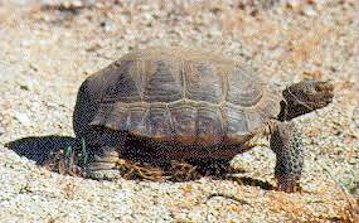 Desert Tortoise