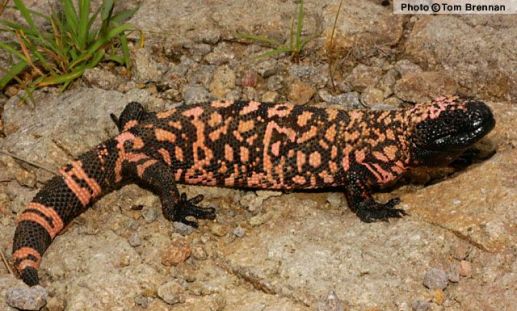 Gila Monster